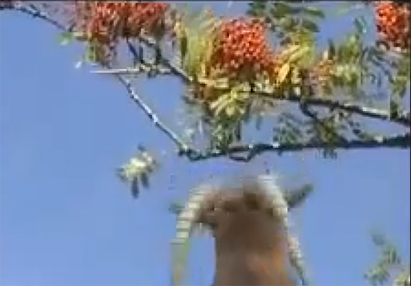 sementi di cüriôs (Fillodendron ficapucius) ficapucio